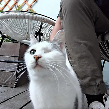 Lightful Architectural House * Gent