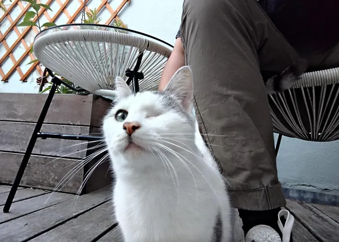 Lightful Architectural House * Gand